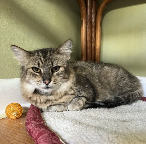 KINLEY - Domestic Medium Hair available for adoption