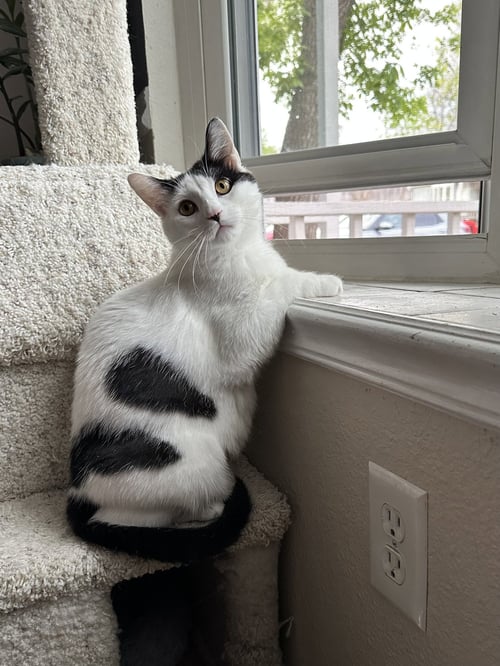 QUINLAN - Domestic Short Hair available for adoption