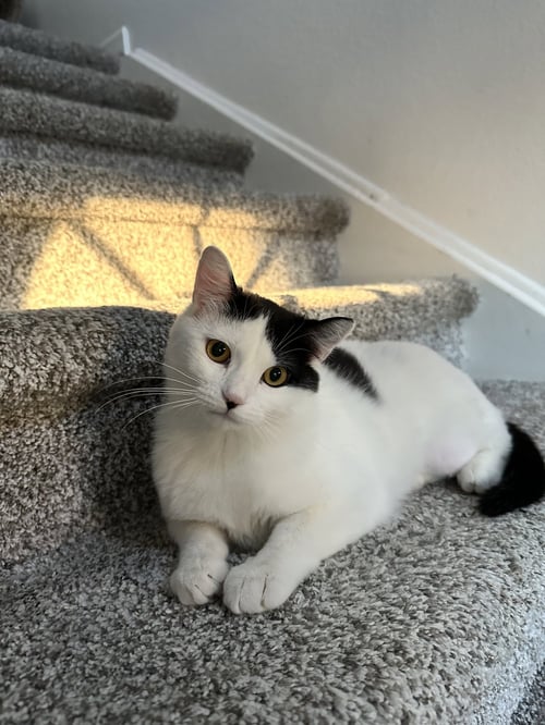 QUINLAN - Domestic Short Hair available for adoption