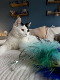 Quinlan - Photo 4