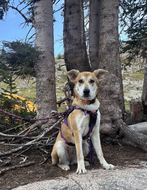 RITA #7 - Siberian Husky for adoption in Aurora