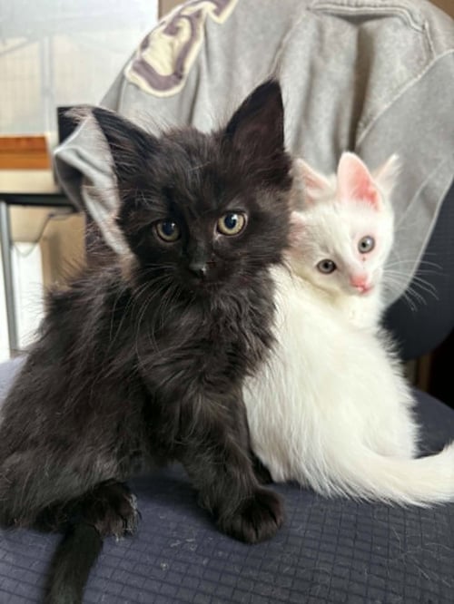 SPY DRONE - Domestic Medium Hair available for adoption