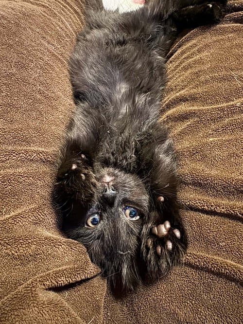 SPY DRONE - Domestic Medium Hair available for adoption