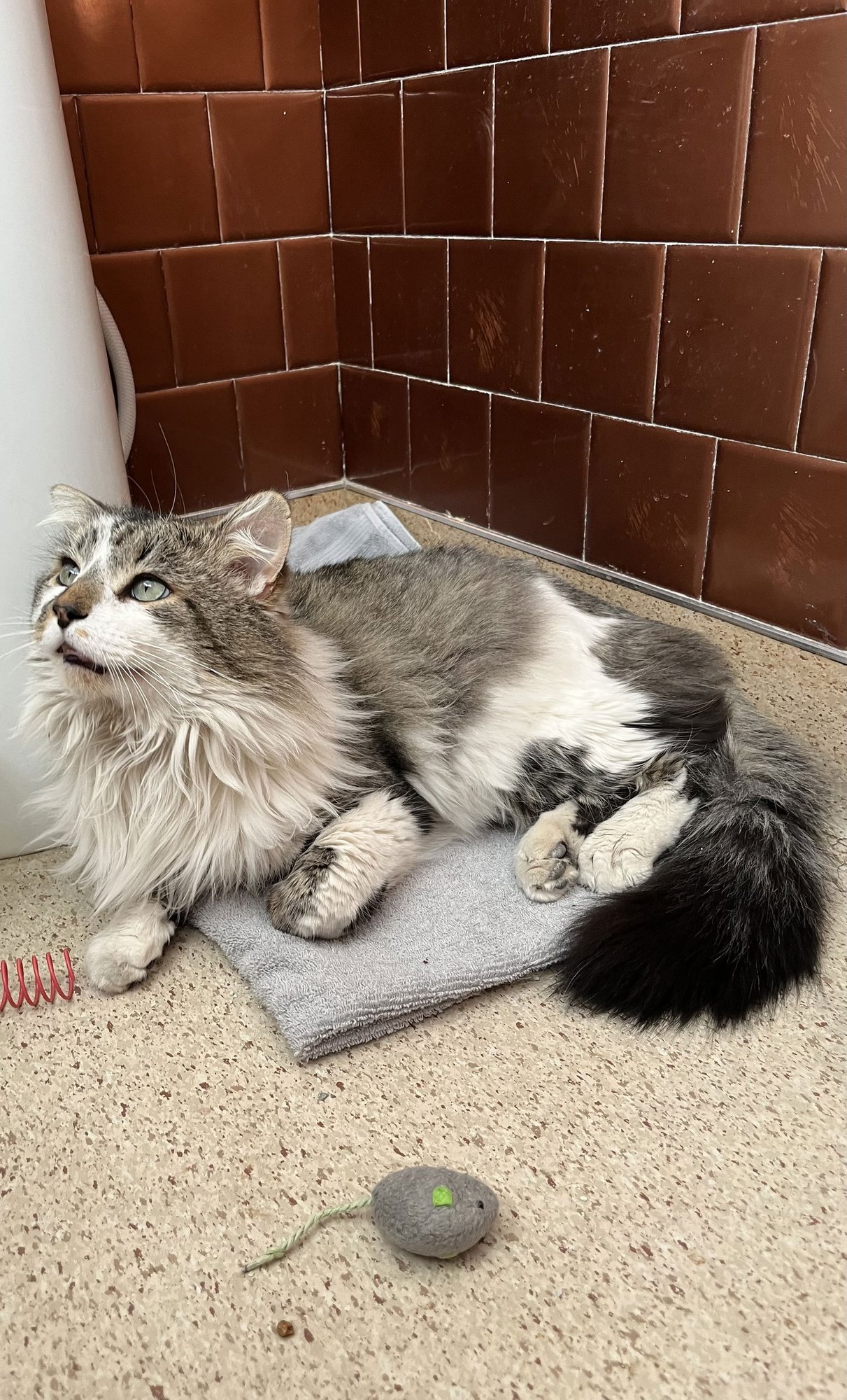 BIFF (FIV+) - Domestic Long Hair available for adoption