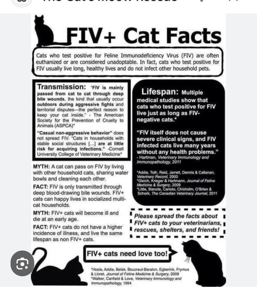 Biff (FIV+) - Photo 4