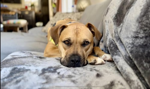 KIWI (COURTESY) - Boxer / Bulldog for adoption in Aurora