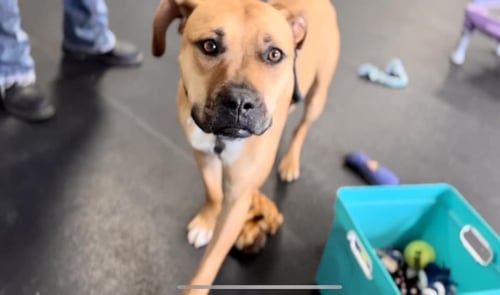 KIWI (COURTESY) - Boxer / Bulldog available for adoption