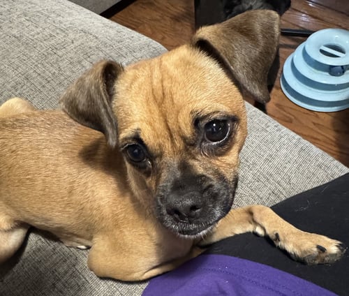 JENGA #1 - Pug / Chihuahua available for adoption