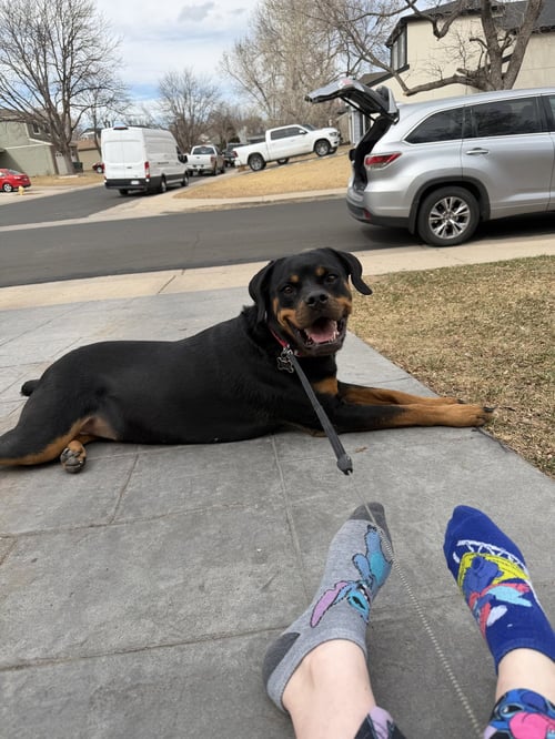 OHANA (COURTESY) - Rottweiler for adoption in Aurora