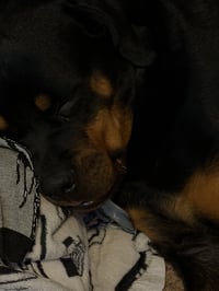 Ohana (Courtesy) - Photo 4