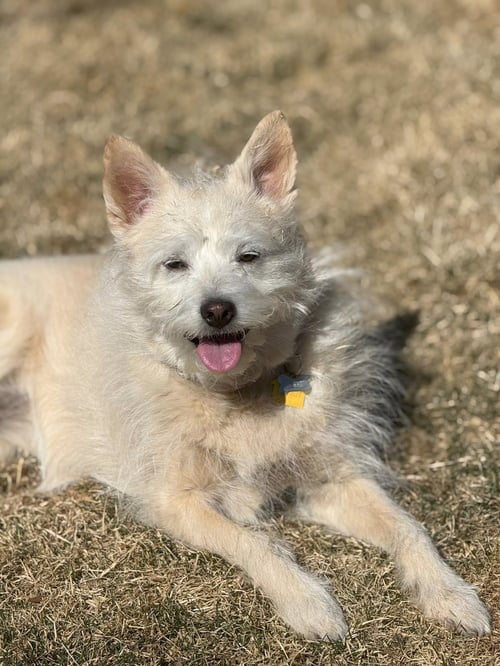 SCOUT #9 - Terrier available for adoption