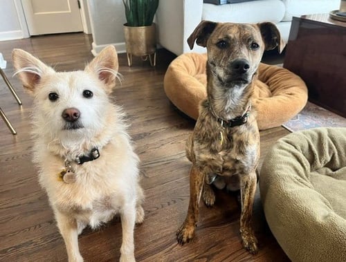 SCOUT #9 - Terrier available for adoption