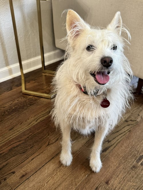 SCOUT #9 - Terrier available for adoption