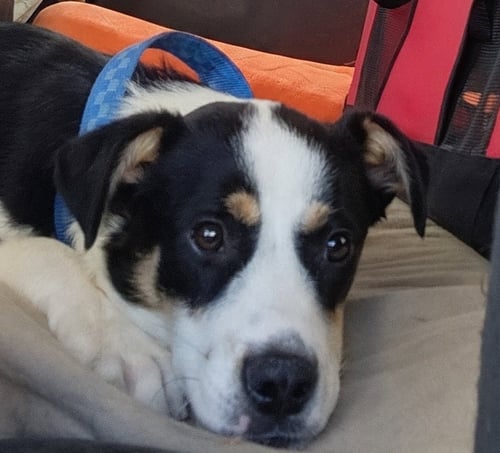 KIRK #1 - Australian Shepherd available for adoption