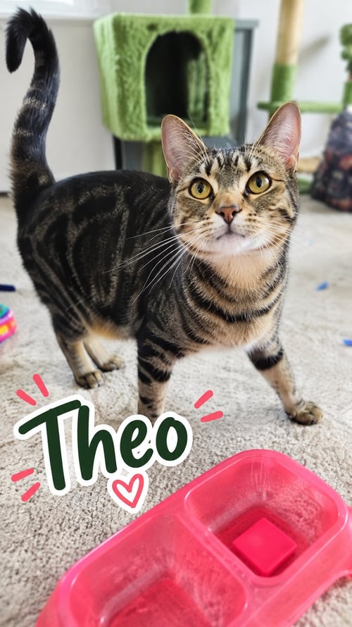 THEODORA AND NELL (BONDED) - Domestic Short Hair for adoption in Aurora
