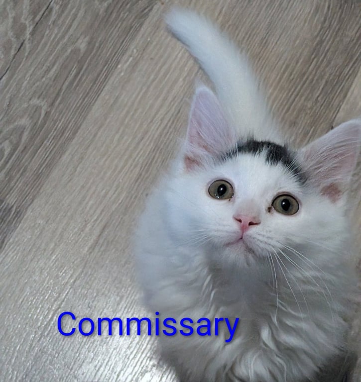 Commissary Image