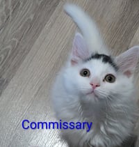 Commissary - Photo 1