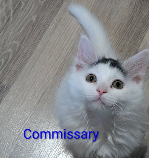 COMMISSARY - Domestic Long Hair available for adoption
