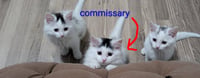 Commissary - Photo 2