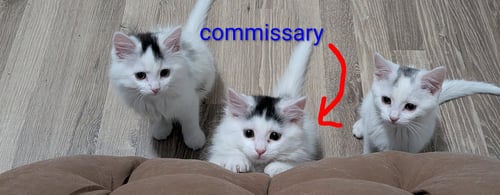 COMMISSARY - Domestic Long Hair available for adoption