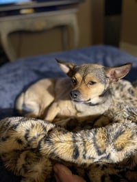 Colby - Photo 3