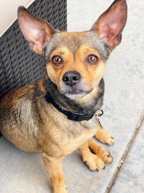 COLBY - Chihuahua for adoption in Aurora