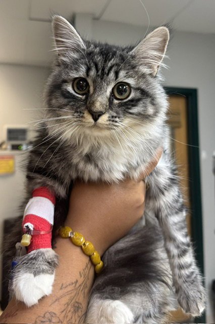 Mabel (Cat Cafe in Longmont) Image