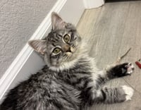 Mabel (Cat Cafe in Longmont) - Photo 2