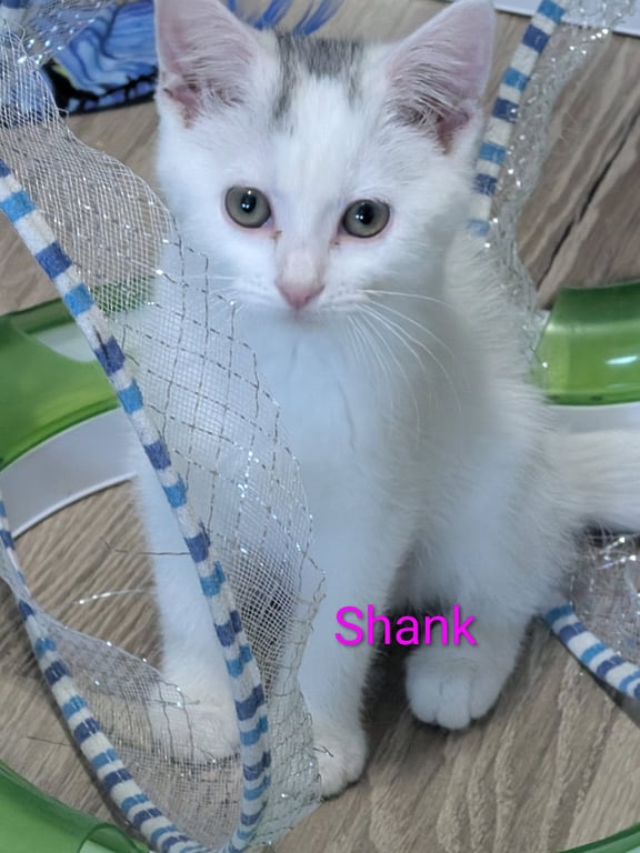 Shank Image