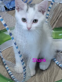 Shank - Photo 1