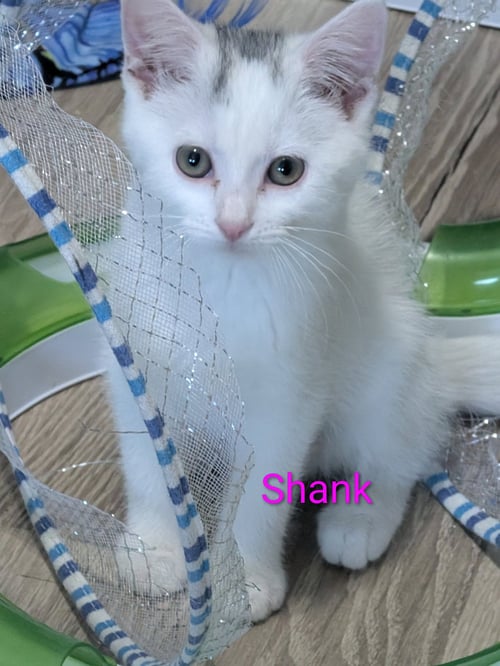 SHANK - Domestic Short Hair available for adoption