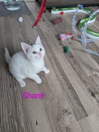 Shank - Photo 2