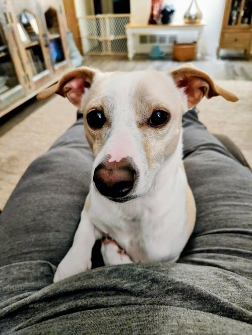 (COURTESY POST) SPUD - Dachshund / Whippet available for adoption
