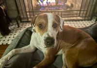 Otis (Courtesy) - Photo 4