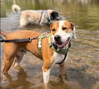 Otis (Courtesy) - Photo 1
