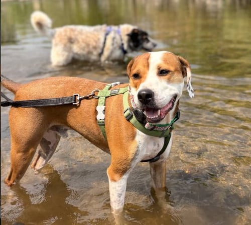 OTIS (COURTESY) - Hound available for adoption