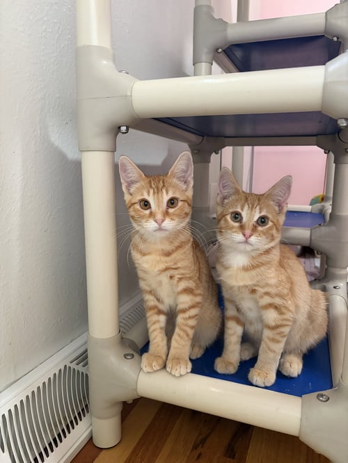 PRINGLE AND PUSH POP - Domestic Short Hair for adoption in Aurora