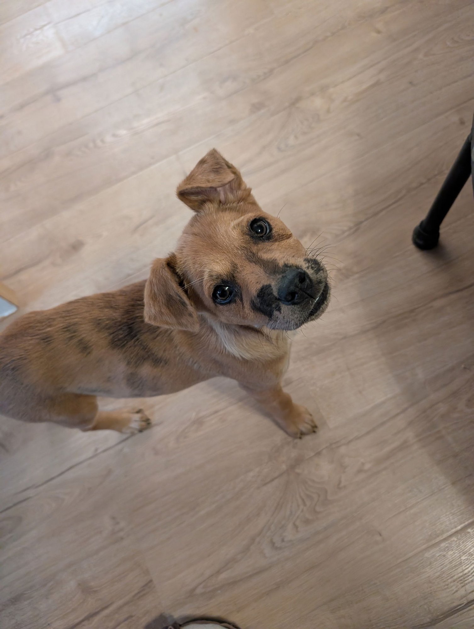 PEACHES #5 - Australian Shepherd available for adoption