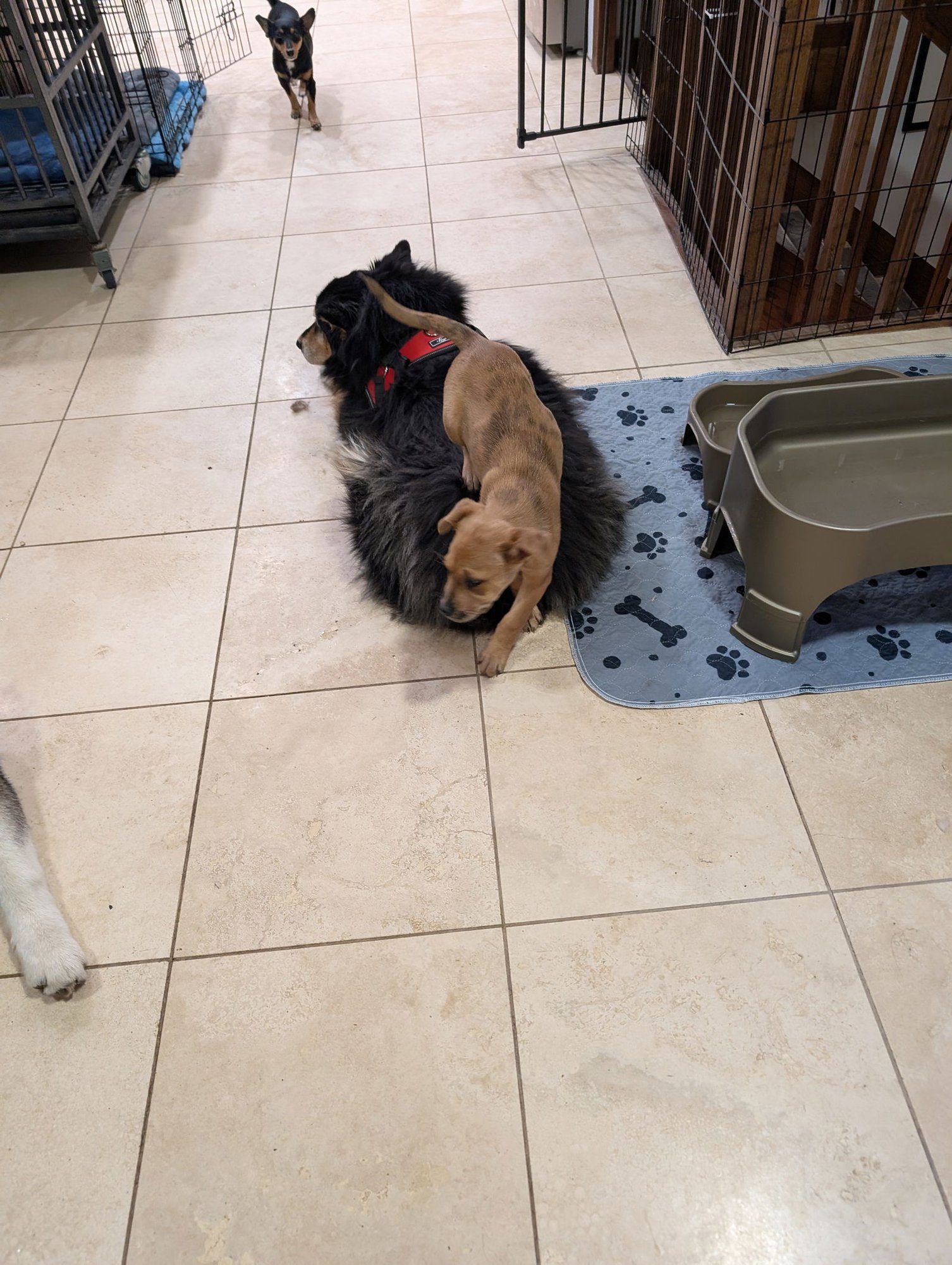 Peaches #5 - Photo 4