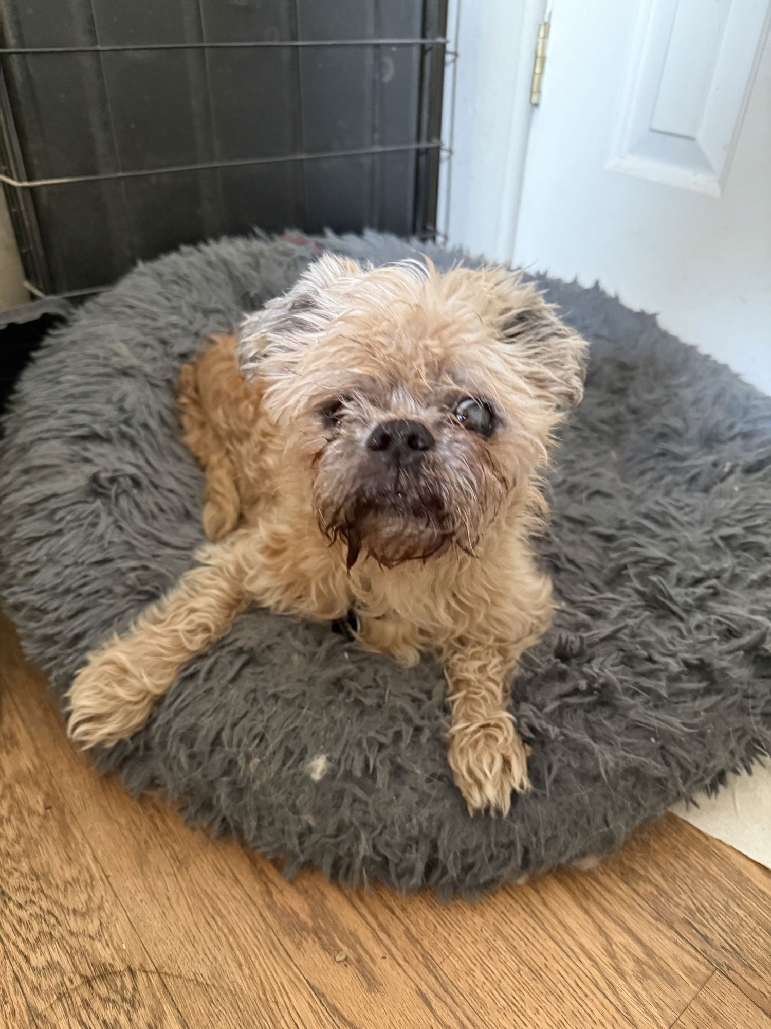 RINGO #3 - Brussels Griffon available for adoption