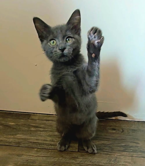 BUFORD - Domestic Short Hair available for adoption