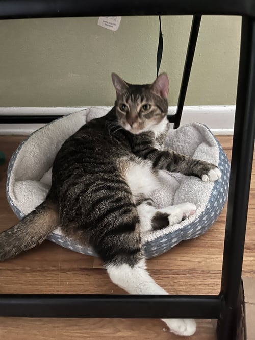 PAULA + THOR - Domestic Short Hair available for adoption