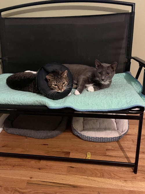 PAULA + THOR - Domestic Short Hair for adoption in Aurora