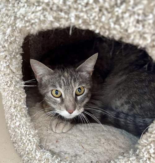 FLOPSY - Domestic Short Hair for adoption in Aurora