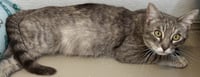Flopsy - Photo 2