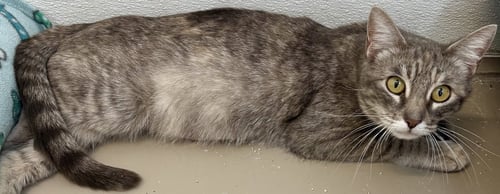 FLOPSY - Domestic Short Hair available for adoption