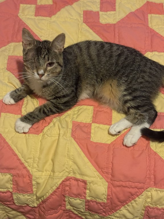 Chimi Image