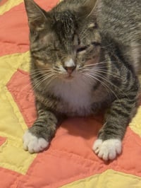 Chimi - Photo 2