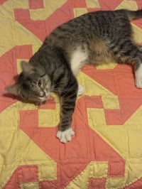 Chimi - Photo 3