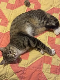 Chimi - Photo 4